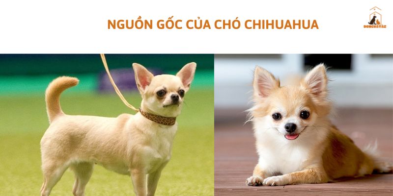 Nguồn gốc của chó Chihuahua giá 500k