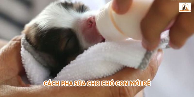 Cách pha sữa cho chó con mới đẻ