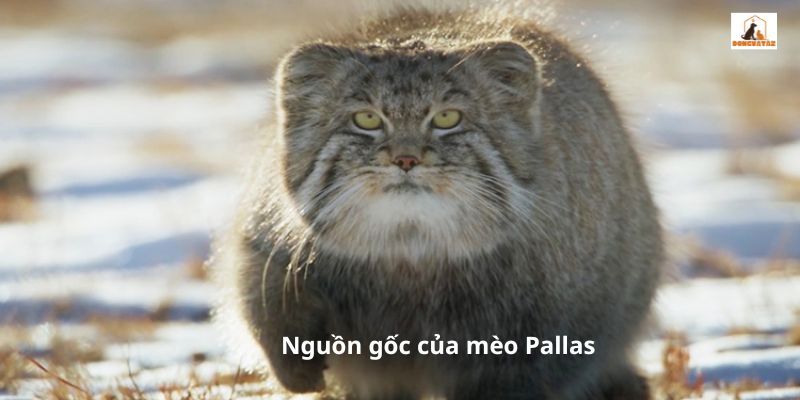 Nguồn gốc của mèo Pallas