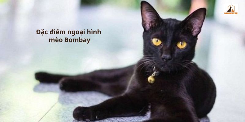 Đặc điểm ngoại hình mèo Bombay