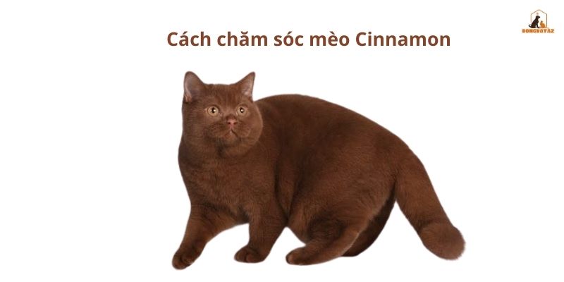 Cách chăm sóc mèo Cinnamon