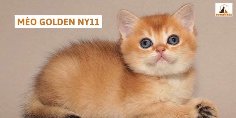 mèo golden ny11
