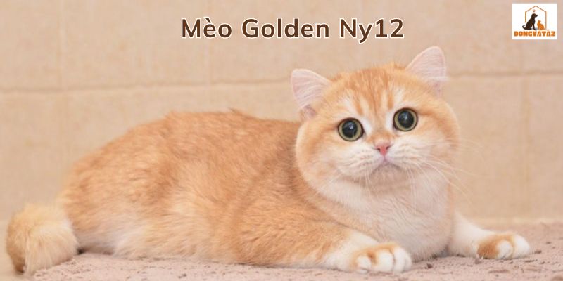 mèo golden ny12