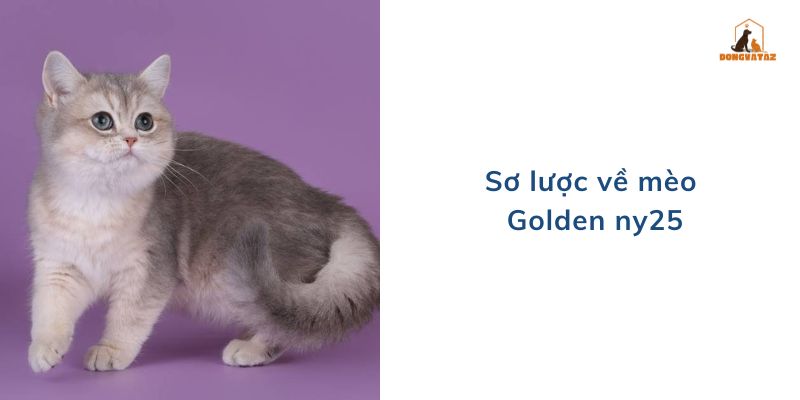 Sơ lược về mèo Golden ny25