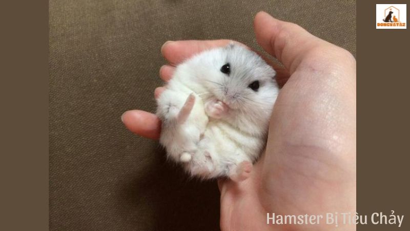 Hamster Bị Tiêu Chảy