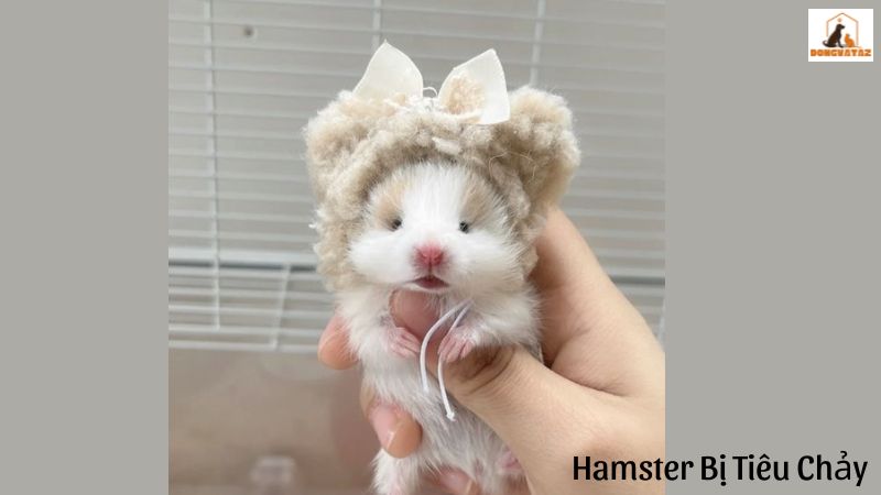 Hamster Bị Tiêu Chảy