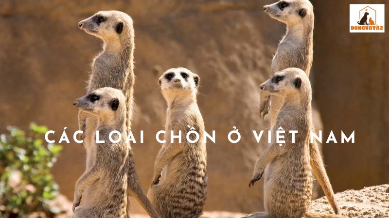 Các loài chồn ở Việt Nam