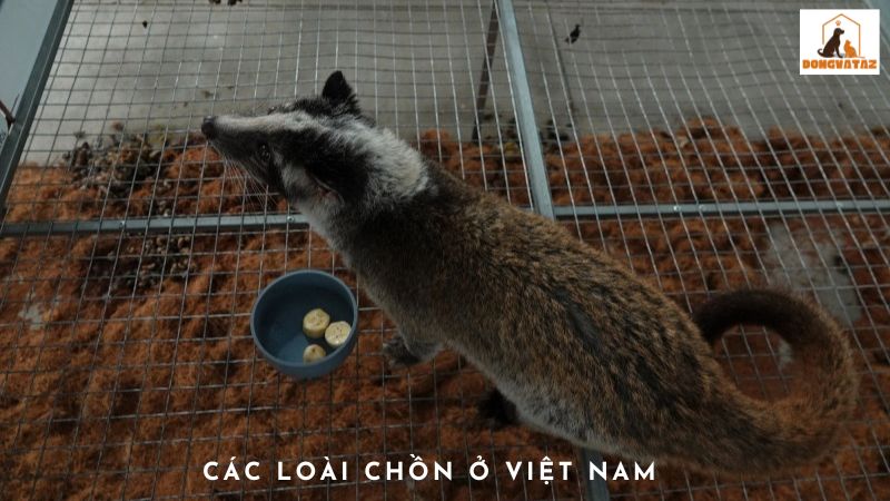 Các loài chồn ở Việt Nam