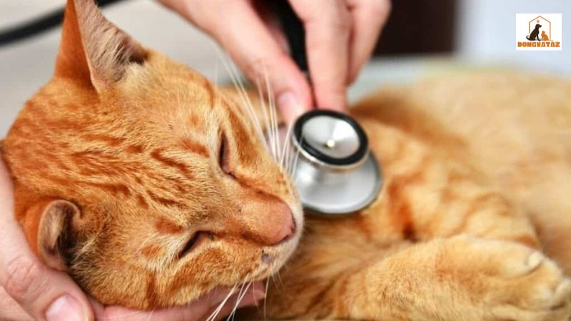 Mèo có thể bị bệnh về đường hô hấp, nhiễm trùng hoặc tắc nghẽn