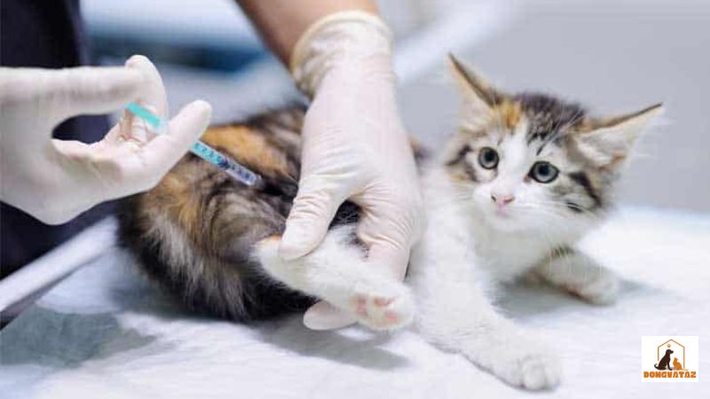 Vacxin tiêm phòng cho mèo là gì?