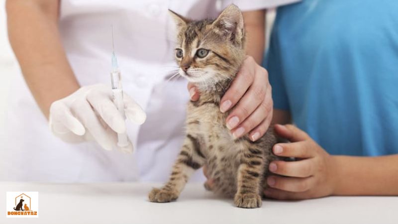 Vacxin tiêm phòng 4 bệnh cho mèo