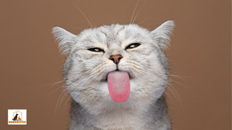 Hiện tượng mèo thè lưỡi thở như chó là gì?