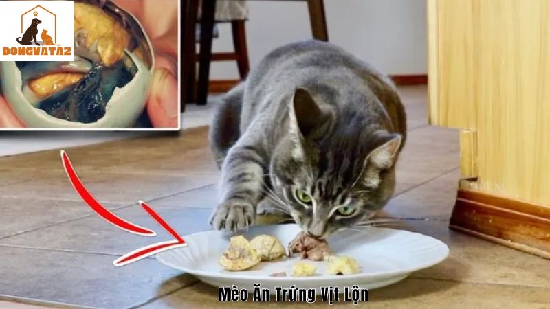 Nên cho mèo ăn trứng vịt lộn như thế nào hợp lý?
