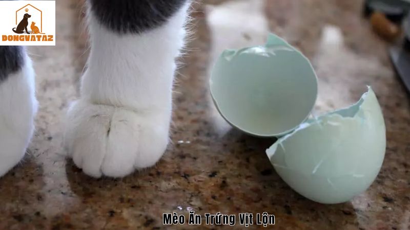 Nên cho mèo ăn trứng vịt lộn như thế nào hợp lý?