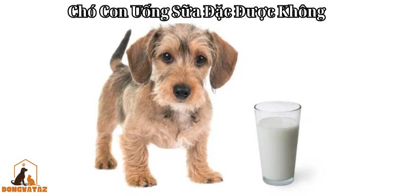 Chó Con Uống Sữa Đặc Được Không