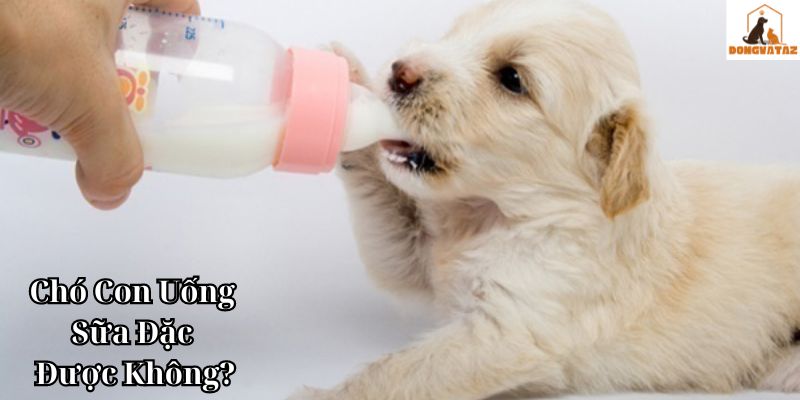 Chó Con Uống Sữa Đặc Được Không