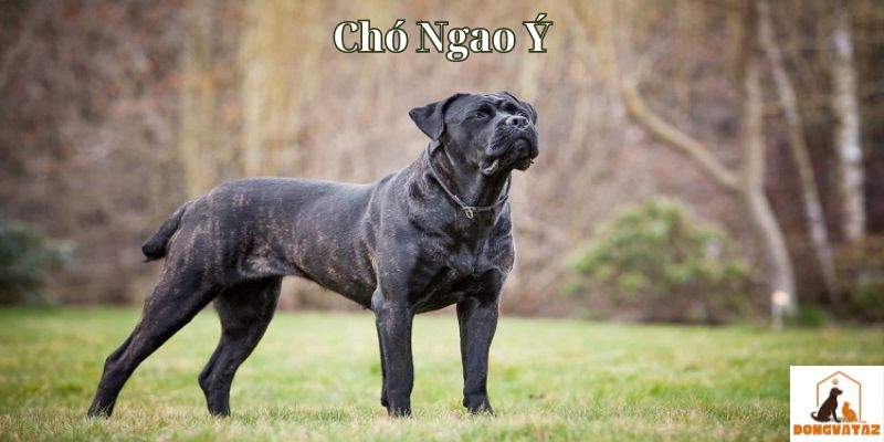 Chó Ngao Ý