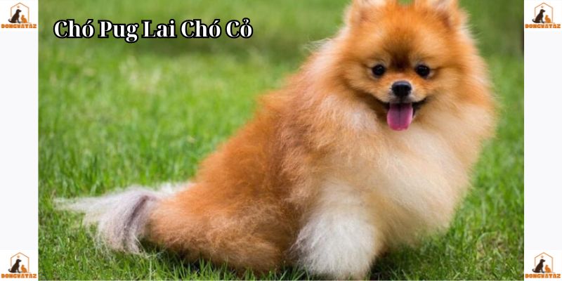 Chó Pug Lai Chó Cỏ