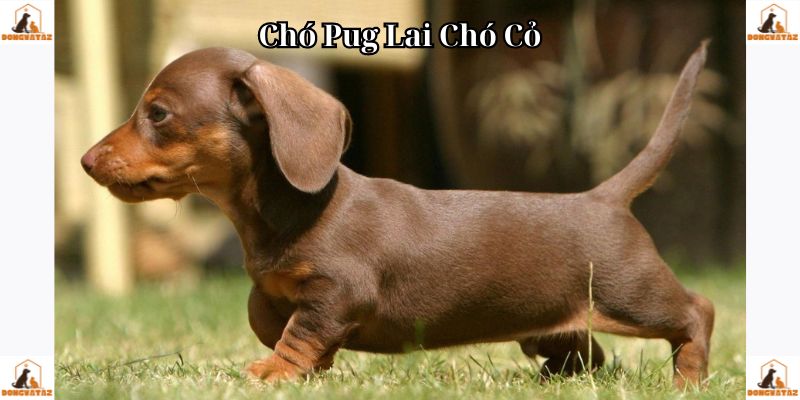 Chó Pug Lai Chó Cỏ