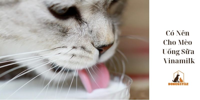Có Nên Cho Mèo Uống Sữa Vinamilk