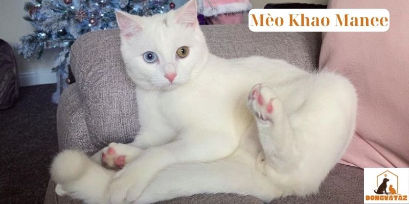 Mèo Khao Manee