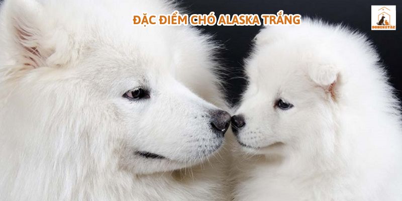 Đặc điểm chó Alaska trắng