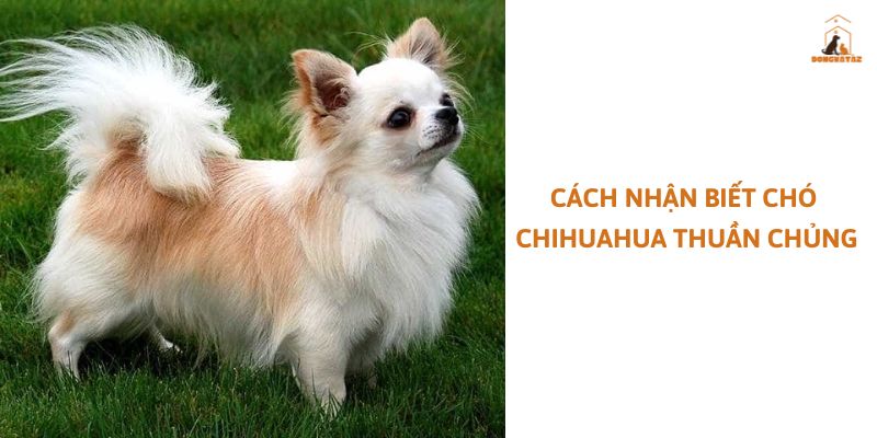 Cách nhận biết chó Chihuahua thuần chủng