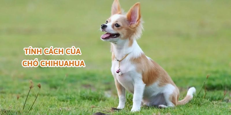 Tính cách của chó Chihuahua giá 500k