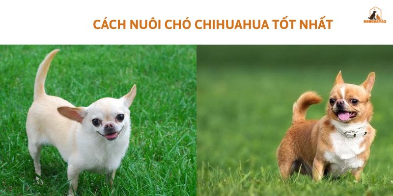 Chó Chihuahua giá 500k: Cách nuôi chó Chihuahua tốt nhất