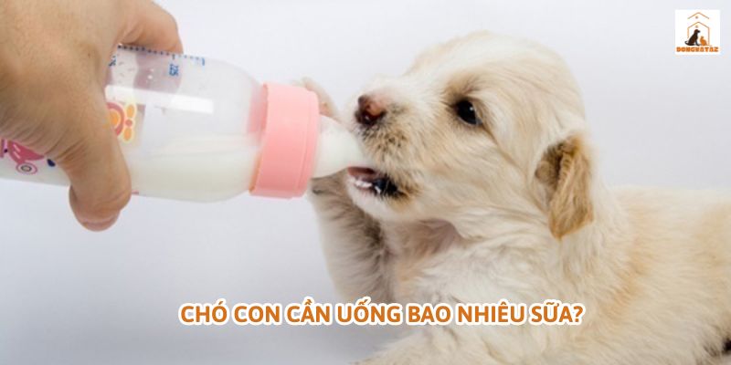 Cho chó con uống sữa ông thọ được không? Chó con cần uống bao nhiêu sữa?
