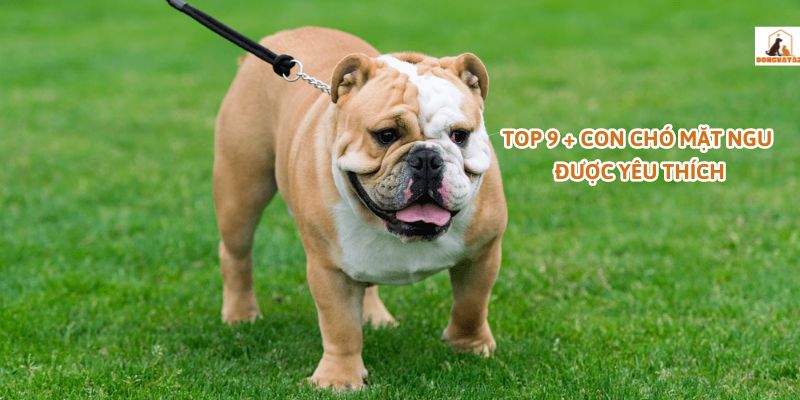 Top 9 + con chó mặt ngu được yêu thích