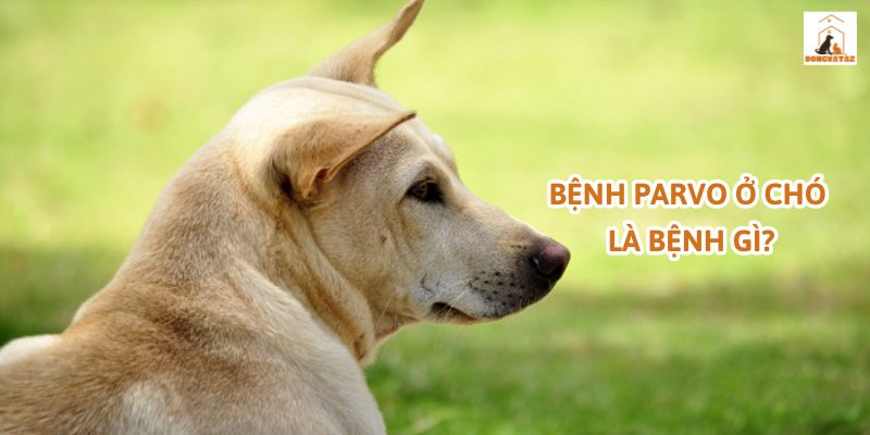 Bệnh Parvo ở chó là bệnh gì?