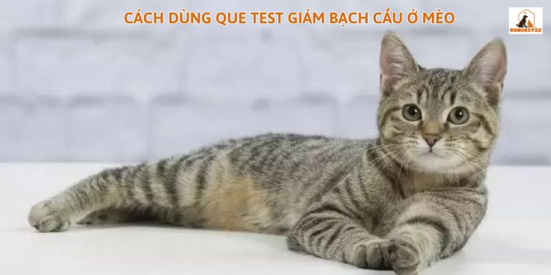 Cách dùng que test giảm bạch cầu ở mèo