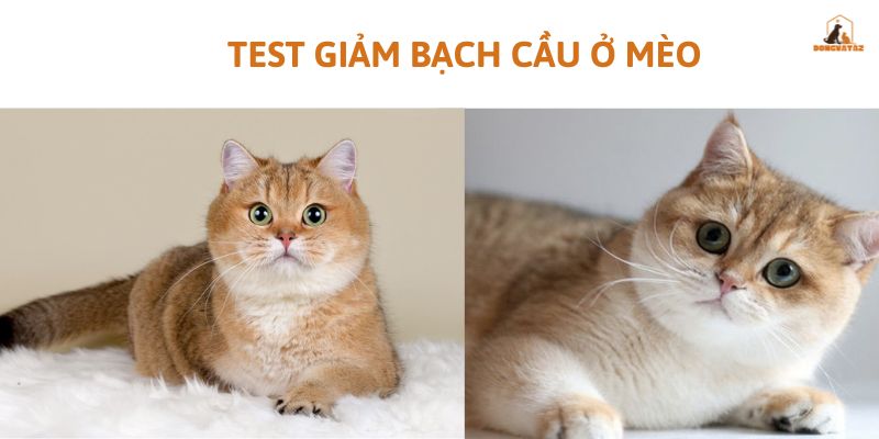 test giảm bạch cầu ở mèo