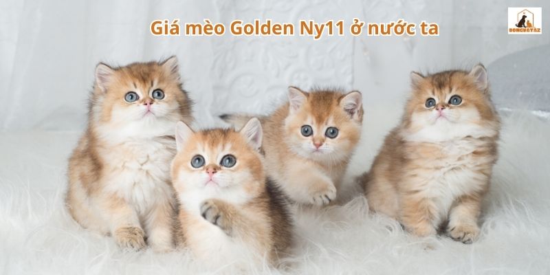 Giá mèo Golden Ny11 ở nước ta