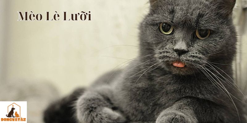 Mèo Lè Lưỡi