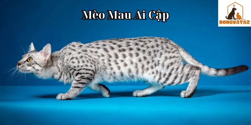 Mèo Mau Ai Cập