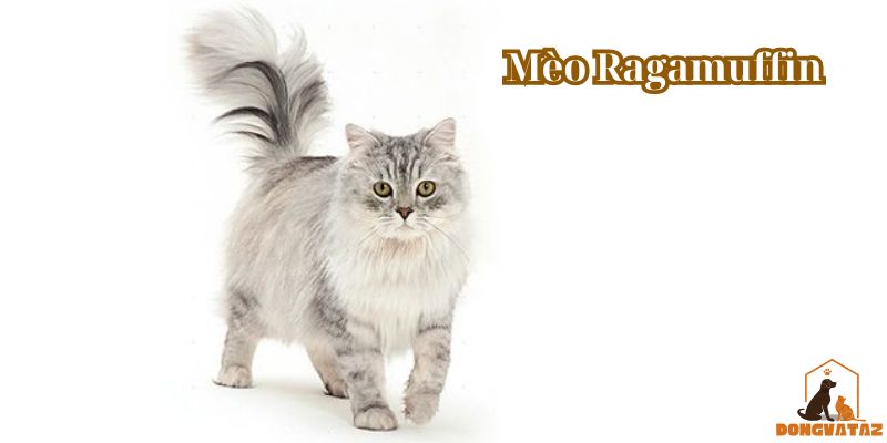 Mèo Ragamuffin