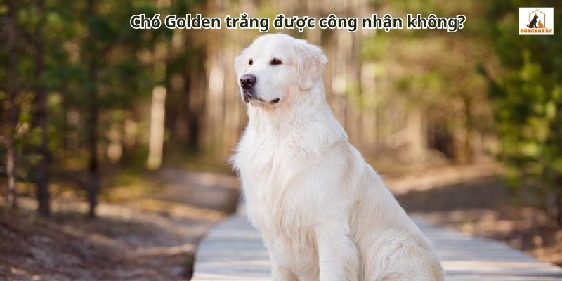 Chó Golden trắng được công nhận không?
