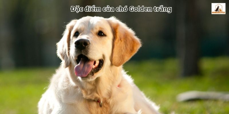 Đặc điểm của chó Golden trắng