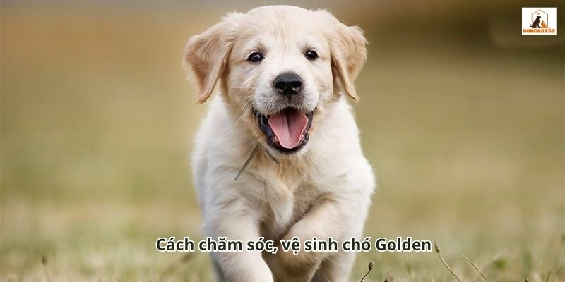 Cách chăm sóc, vệ sinh chó Golden   