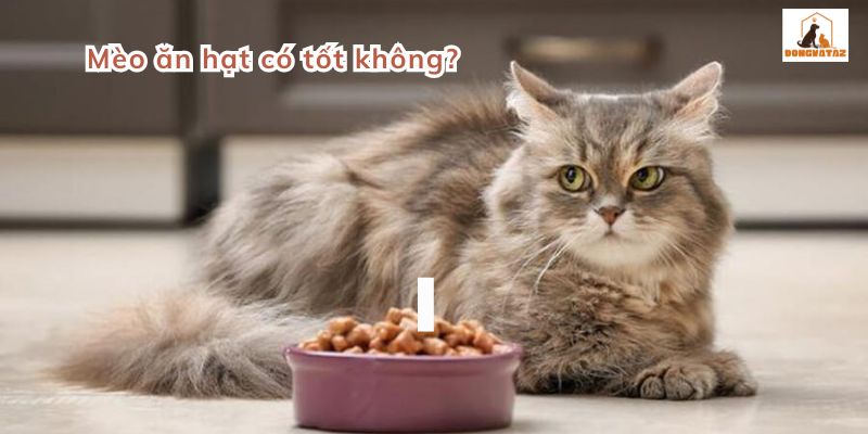 Mèo ăn hạt có tốt không?