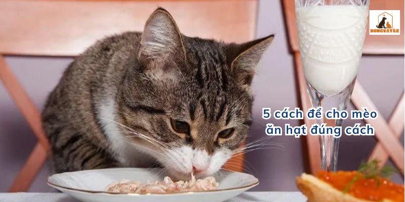 5 cách để cho mèo ăn hạt đúng cách