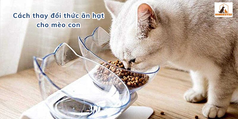 Cách thay đổi thức ăn hạt cho mèo con
