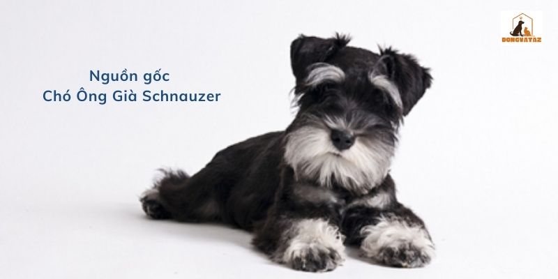 Nguồn gốc Chó Ông Già Schnauzer