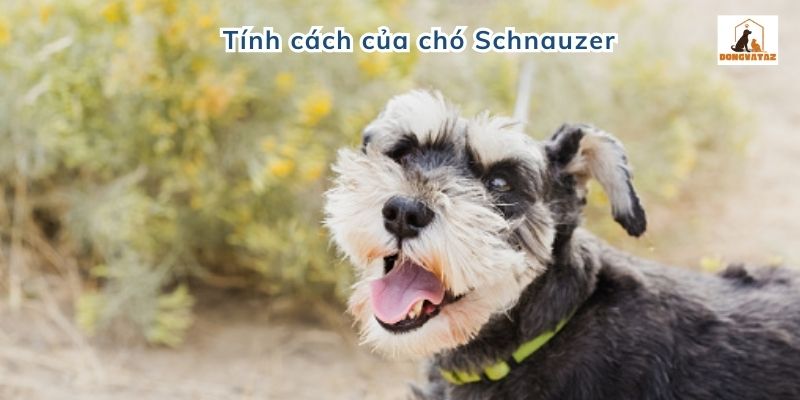 Tính cách của chó Schnauzer