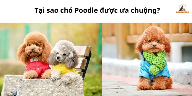 Tại sao chó Poodle được ưa chuộng ?