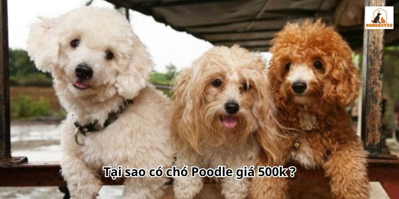 Tại sao có chó Poodle giá 500k ?