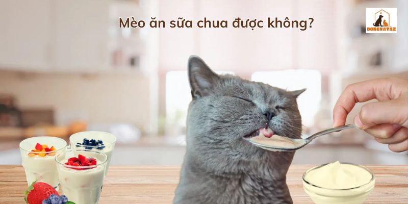 Mèo ăn sữa chua được không? 