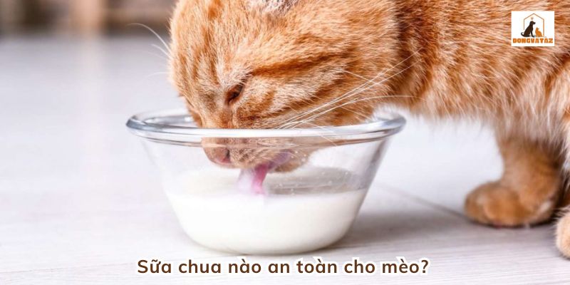 Sữa chua nào an toàn cho mèo?